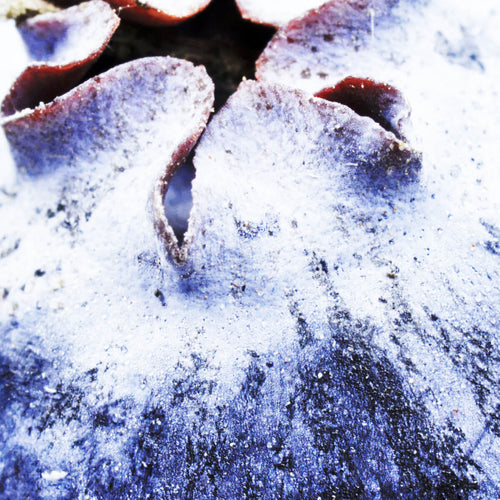 Wild Blueberry