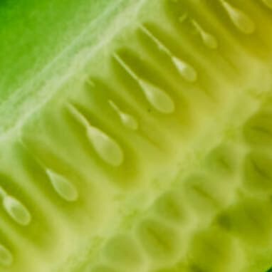 Cucumber