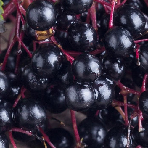 Red Elderberry