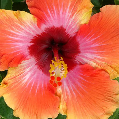 Hibiscus