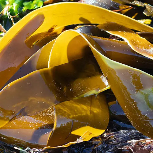Icelandic Marine Kelp