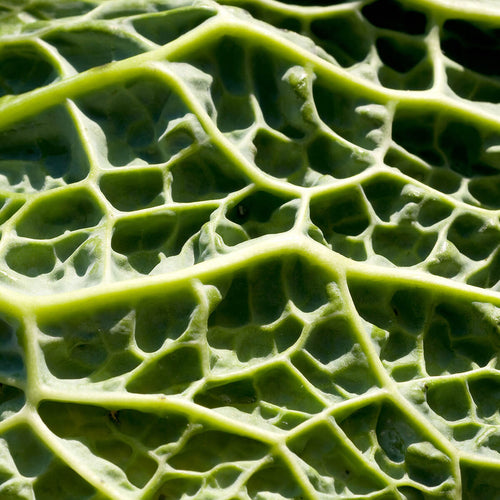 Kale
