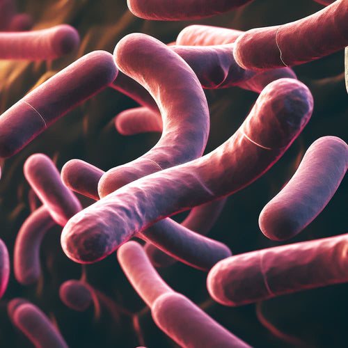 Probiotics