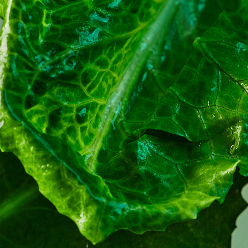 Romaine