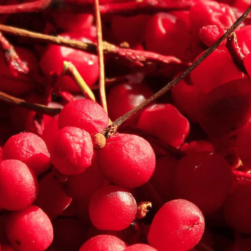 Schisandra Berry