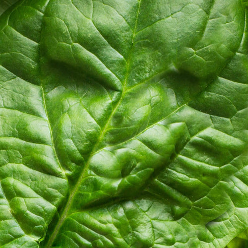 Spinach