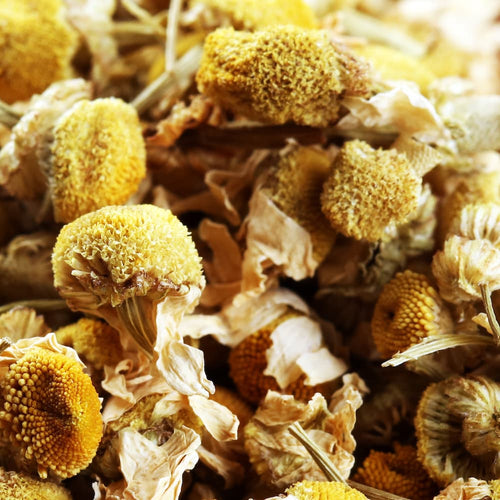 Chamomile Blossom