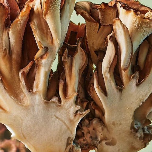 Maitake