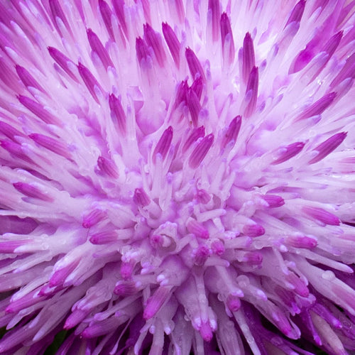 Milk Thistle
