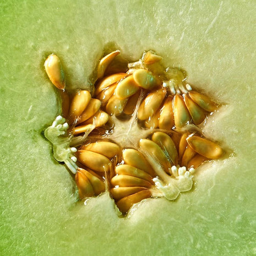 Honeydew