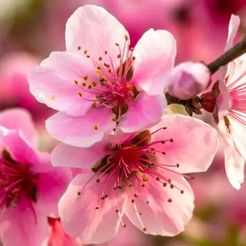 Peach Blossom