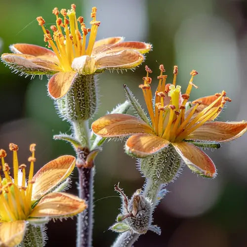 Orange Blossom