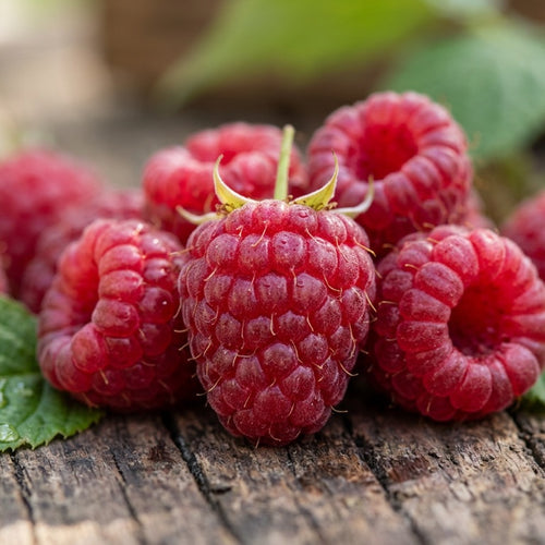Wild Raspberry